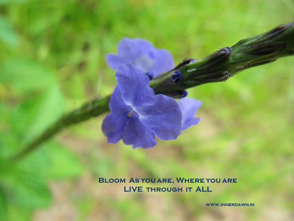 Inner Dawn Counselling Bloom as you are