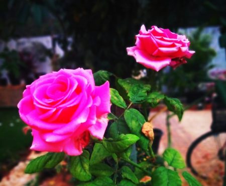 Slow down and smell the roses. Six simple ways to start living